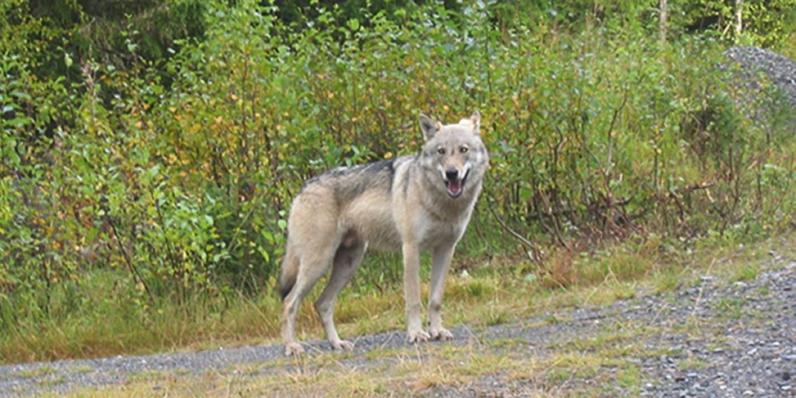 Mye ulv i Finnmark nå